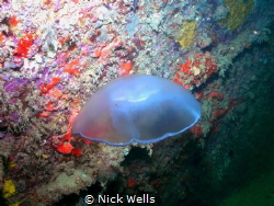 Jelly on the airplane barge off of Clearwater Florida. by Nick Wells 